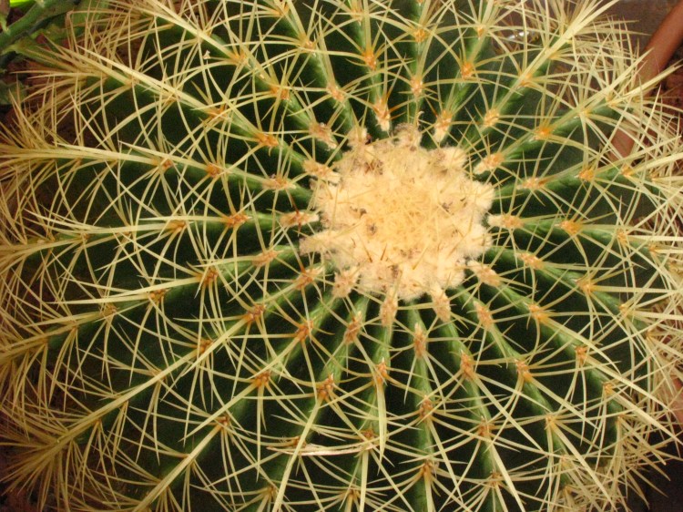 Prickly Perfection