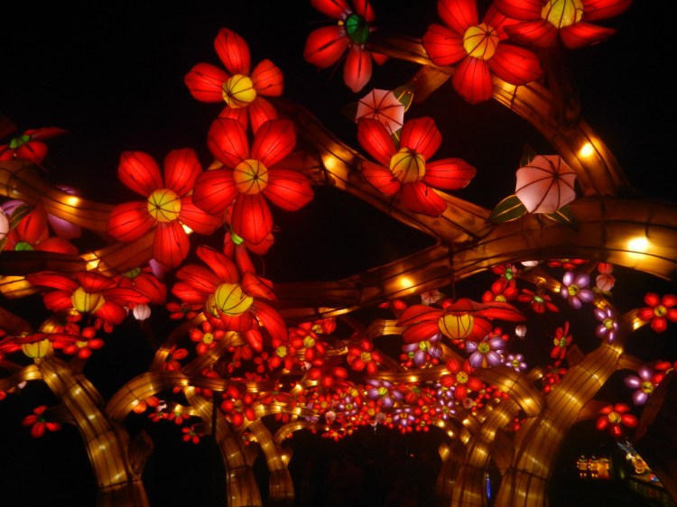 Photo of cherry blossoms at the Chinese Lantern Festivals