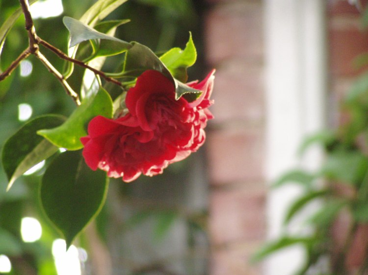 Red flower in the morning sunshine